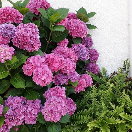 Holiday home Maison De Charme Avec Piscine Et Grand Jardin, Pres D'ancenis - Ideal Pour Familles Et Balades - Fr-1-306-1151 *